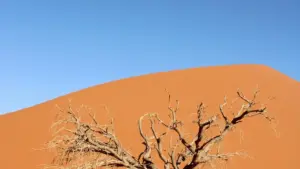 Kɛla sigilen: kɛnɛya kɔrɔ la ka fɛ ka sariya Mongolian WhatsApp creators ji sigi seasonal sales, kɛnɛya, ɔrɔ bonya, ni fagun.