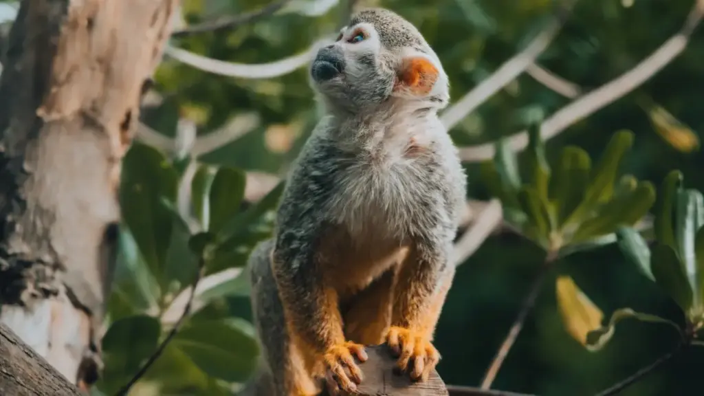 Panduan praktikal bagi pengiklan Mali: cara cari, saring, dan jalankan kempen dengan creator Kuaishou di Austria untuk ulasan produk yang tulen.