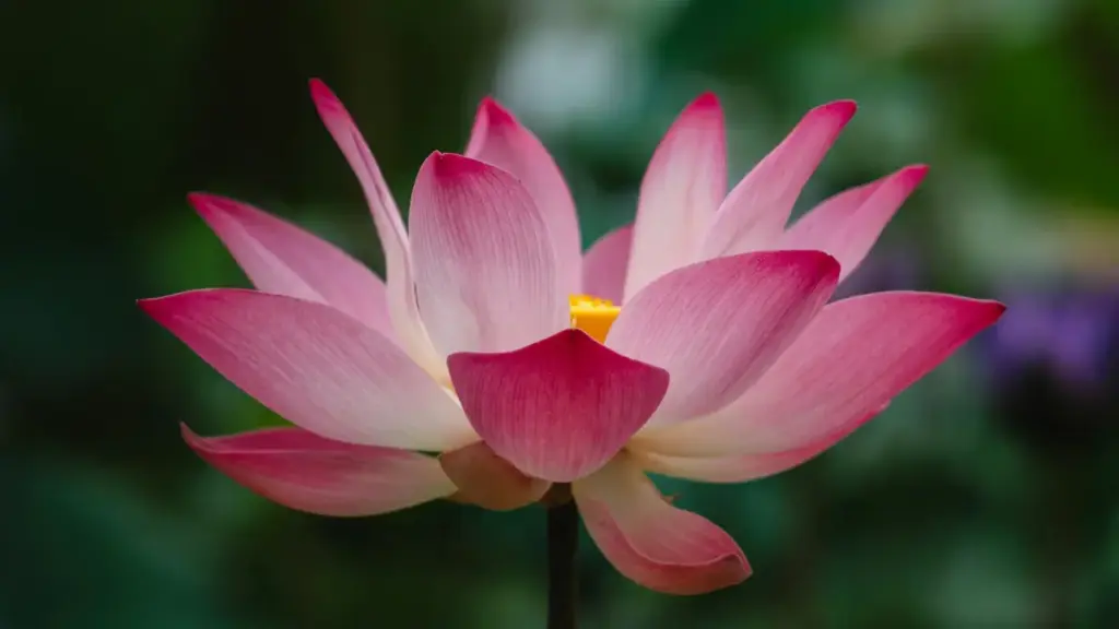 Kɛndɔrɔ fɔlɔ: o bɛ taa bɔ Bahrain Xiaohongshu creator la affiliate marketing kɛra fili. Dɔɔnin, kan ka fɛnw kɛrɛ, nɔgɔma ka taa sisan ka yɛrɛ fɔlɔ.