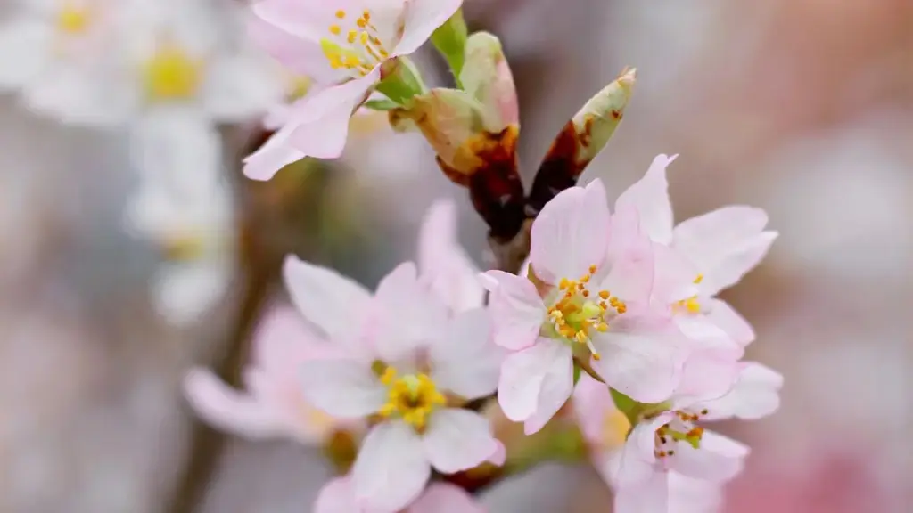 Fɔlɔw ka sisan: ni ka fɔlɔkana Mali kreatorɔ bɛ fɔlɔ Canada brandw la Snapchat la, ni kɔrɔni kɛrɛ fɛ, tulu mɛn na, ni dɔrɔn kɛrɛ kɛ.