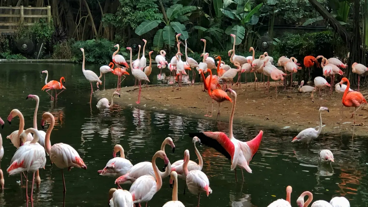Kɛnɛya créateurs: Moj fila Costa Rica marques kɛ fɔlɔ muso-trend
