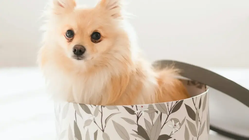 Hali ka sɔrɔ brands Iran fila la Discord bi, ka fo vidéo short‑form: takɔrɔni, channel‑to‑channel taktiki, sahiliya, ni VPN sigi. Praktikni kan ka foyi Mali creator ye.