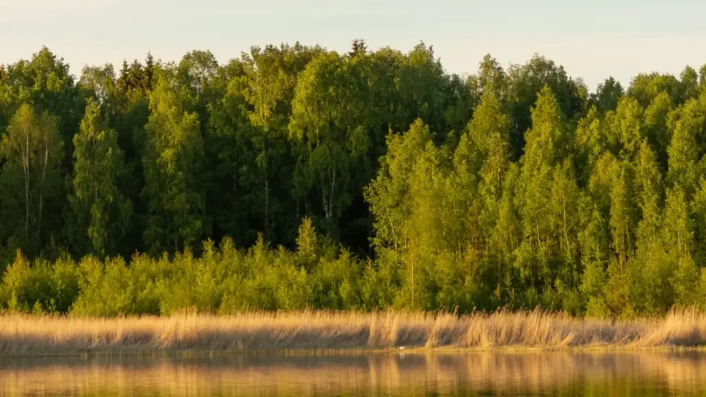 Kalan kɔrɔya: kan ka fɔlɔ Iraq brands fɔ Roposo, fila kɛnɛya, influencer teɲɛni, ni vidéo krósiya bɔra. Kabaru dɔrɔn, tactics, ni MaTitie n tɛrɛn.