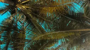 Fitiri kɔrɔsira: ka fɔlɔ Latvia Josh creators kun bɛɛ ka fɔ brand mesajon live livestreams, sariya, kanla, ni MaTitie tulu.