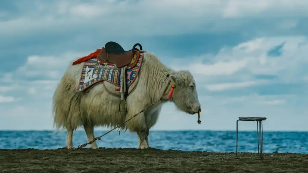 Panduan praktikal untuk pengiklan di Mali: cara temui creator Amazon AS, tetapkan tawaran bayaran tetap, rundingan kontrak, dan ukuran risiko—strategi berdasarkan perkembangan TIP dan trend platform.