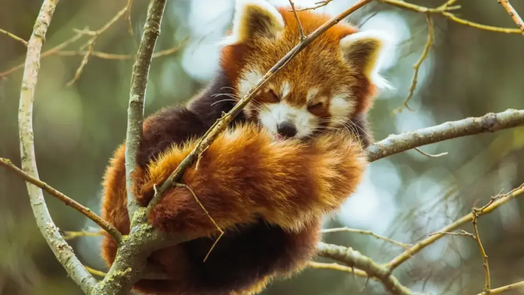 Dugu fɔlɔ: Ce makɔrɔ fɛ ka ta Mali advertisers bɛ saɲa Mexico Etsy créateurs kan, siranɲɛ, kɔrɔfɛnbɛɛ ni trend-fɔlɔ. Praktikal siriba ni MaTitie ya.