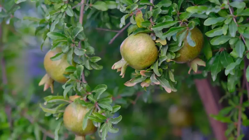 Nɛn ka fɔ: fila don, sɛbɛnw ni tactics kɛlɛ la ka sariya Australia brands fɛɛrɛ Threads kɔrɔɔ ye game feature fɔlɔ. Tulu tè kɔrɔ kɛ.