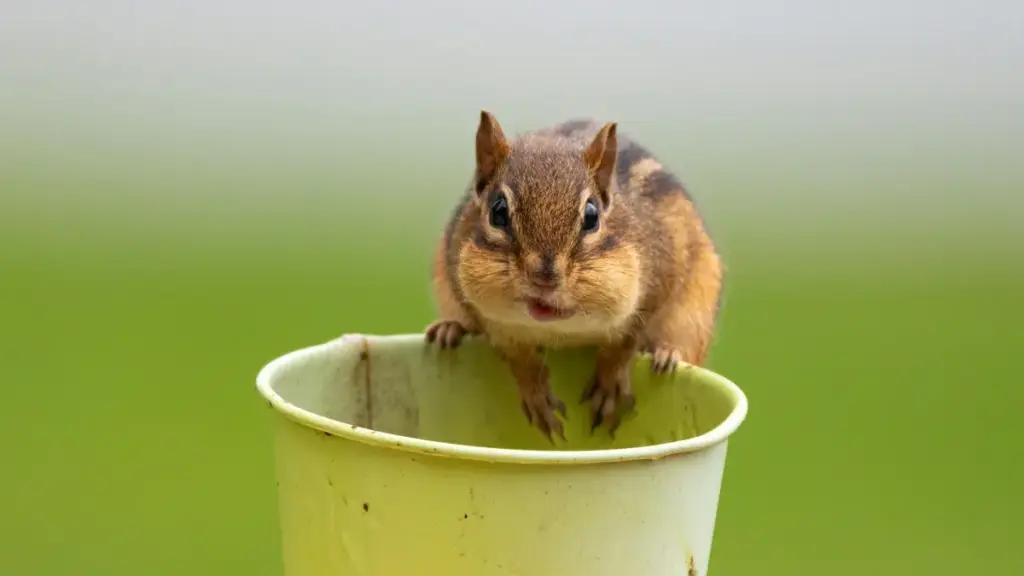 Panduan praktikal untuk pencipta di Mali: cara hubungi jenama Belgium di Spotify, bina tawaran yang menukar dengan CTA kuat, dan contoh taktikal berdasarkan trend pemasaran terkini.