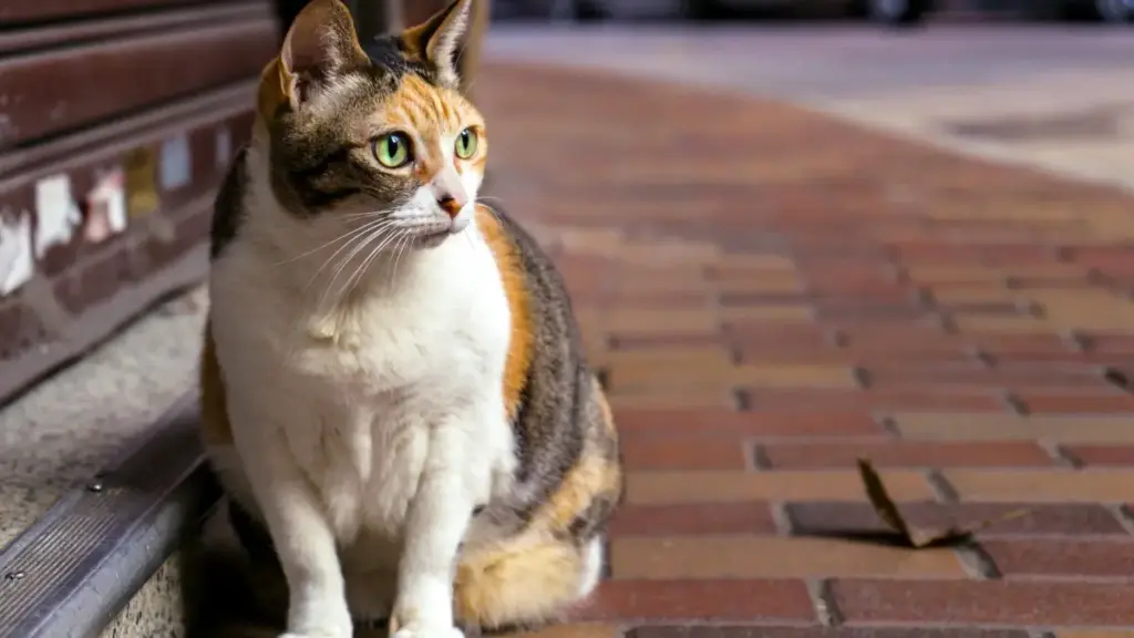 Panduan praktikal cara cari pembuat TikTok di Kuwait untuk naikkan pendedahan gear pelancongan melalui UGC—strategi, tools, risiko, dan contoh lokal 2026.