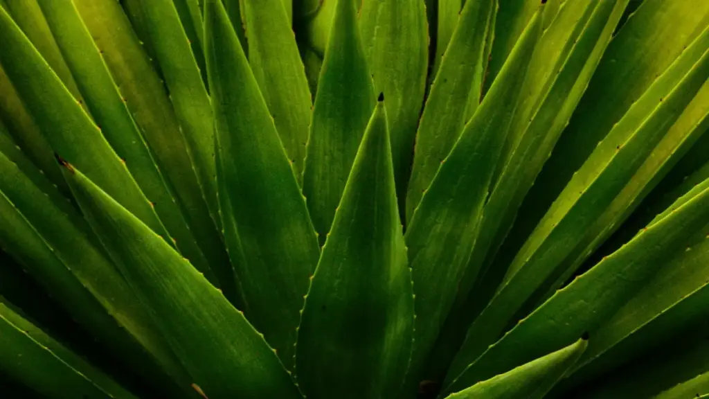 Kunu fɔlɔ kɛla: tileya kɔrɔ an ka sariya Reddit ye Austria brand taɲɛman don, fanan fitness brand kan. Han suguya, taktiki, ni VPN sigi.