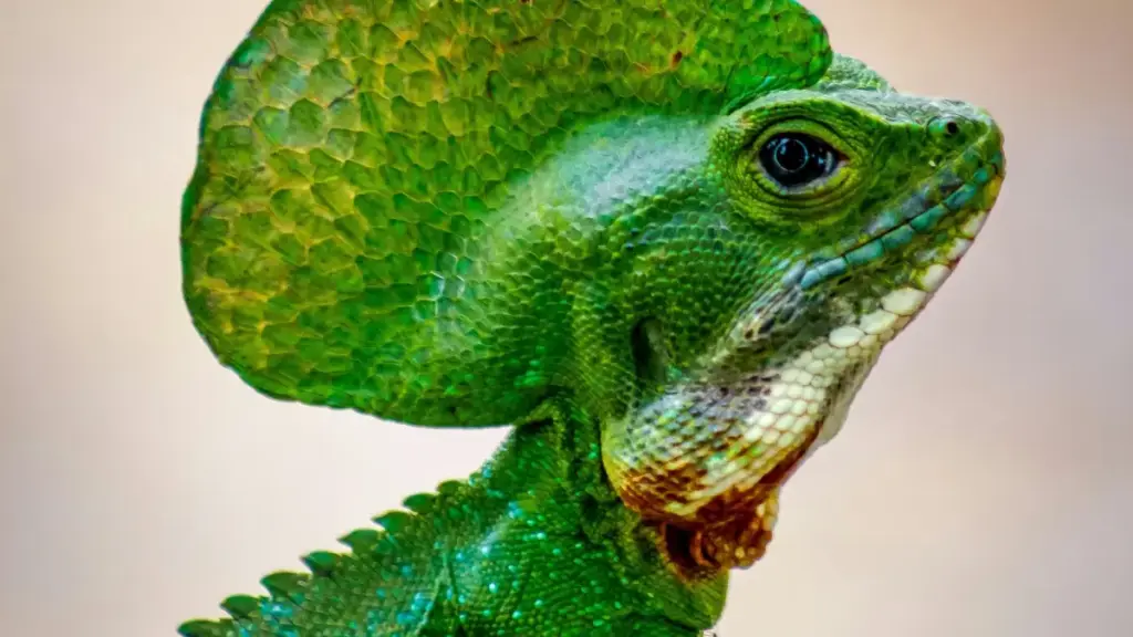 Dɛn bɛ se ka tilen ni ka fila: kundɔrɔ ye TikTok la, Laos brɛndu ye, ani yera game features ni fɔlɔ. Fɔlɔ ni tiɲɛni, tactics, ni shop-tainment.