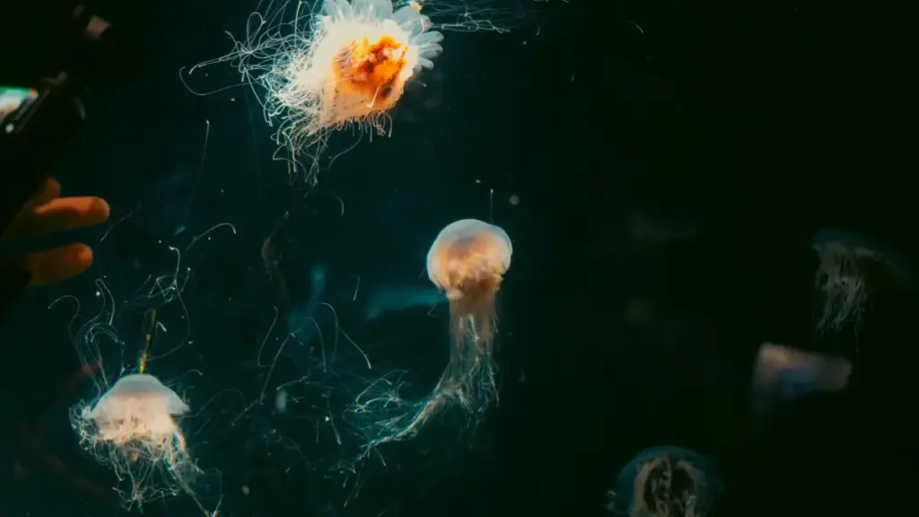 Saba ka kuma kɛ Portugal Viber créateurs la, ka clean beauty brand ye yafa, ka visibility sisan ni trust ni conversion kɛ.