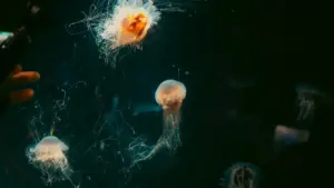 Saba ka kuma kɛ Portugal Viber créateurs la, ka clean beauty brand ye yafa, ka visibility sisan ni trust ni conversion kɛ.