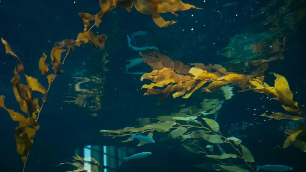 Koyi de Sweden brands kan TikTok? N’i b’a fɔ sisan: yafa ka DM, pitch, UGC, ka wellness collab dɔnni kɛ a la, kɔfɛ k’a jigiya.